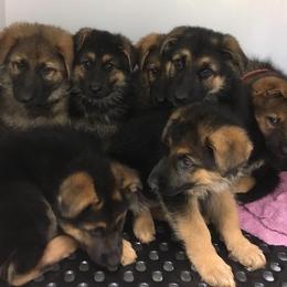 German Shepherd Puppies from Valley Shepherds LLC