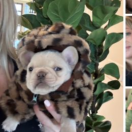 French Bulldogs from Coeur d’Alene Exotic Frenchies