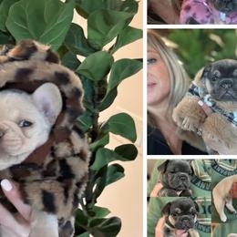French Bulldogs from Coeur d’Alene Exotic Frenchies