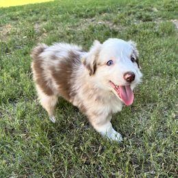Woodstock - Red merle male Australian Shepherd puppy in Glendale, Arizona from Woodard Aussies