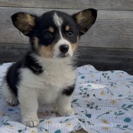 American Corgi and Pembroke Welsh Corgi Puppies from Wild West Corgis