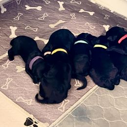 Kerry Blue Terrier Puppies from Costerra Kerry Blue Terriers