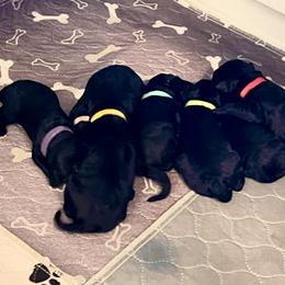Kerry Blue Terrier Puppies from Costerra Kerry Blue Terriers