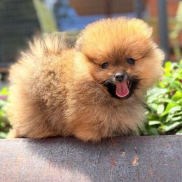 Boy 2 - Red sable male Pomeranian puppy in San Antonio, Texas from San Antonio Pomeranian