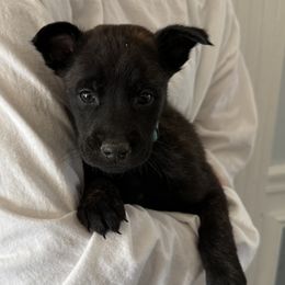 Bruno - Black brindle Dutch Shepherd puppy in Watertown, Connecticut from APACHE CANINE