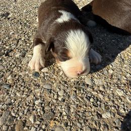 Tito - Red tri male Miniature Australian Shepherd puppy in Marion, Michigan from Highland Hills Mini Aussies