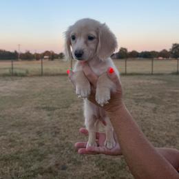 Georgia - Cream female Dachshund puppy in Durant, Oklahoma from Big Creek Mini Dachshund