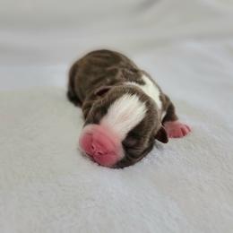 Boston Terrier Puppies from White Valley Boston Terriers