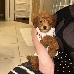 Bernedoodle, Goldendoodle, and Poodle Puppies from Summer Springer