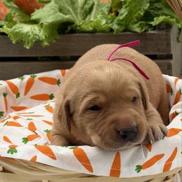 Fuchsia - Yellow female Labrador Retriever puppy in Heath Springs, South Carolina from Rich Hill Retrievers