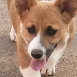 Girl tan collar - Red Pembroke Welsh Corgi puppy in Lexington, Oklahoma from Butte Bottom Corgis