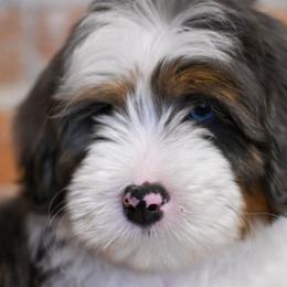 Bernedoodles from Safe Havynn Doodles