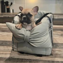 Leo - Fawn and white male French Bulldog puppy in Monterey, Louisiana from McaysKennels
