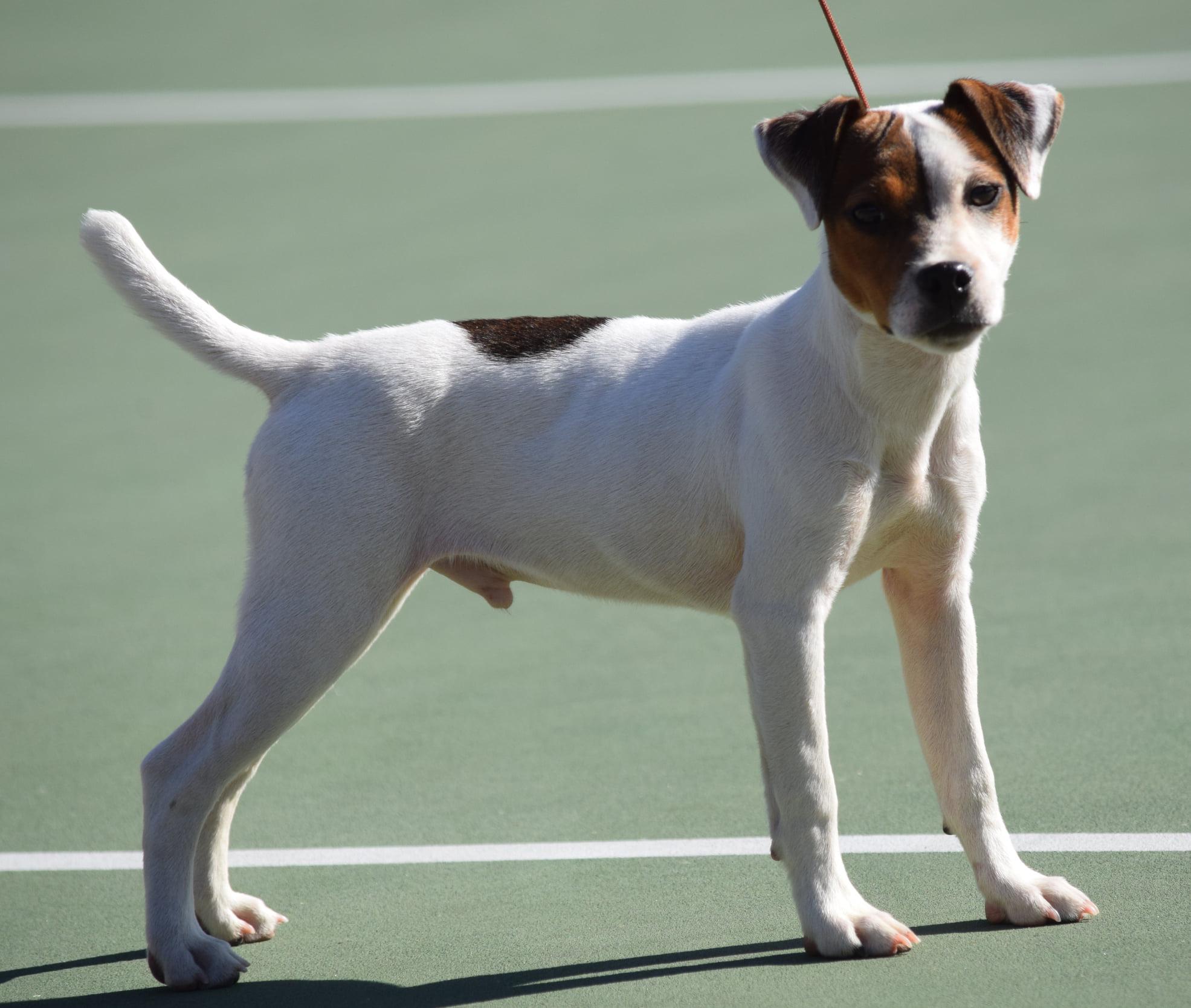 Wendover Terriers in California Jack Russell Terrier and Parson