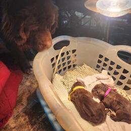 Newfoundland Puppies from Blitz E & E Newfoundlands