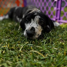 Oreo - Merle female Great Dane puppy in Littleton, Colorado from Denver Danes