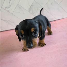 Girl 3 - Black and tan female Dachshund puppy in Fallon, Nevada from Butterbean Dachshunds
