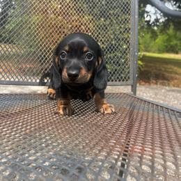 Bear - Black and tan male Dachshund puppy in Hawthorne, Florida from Circle M Dachshunds