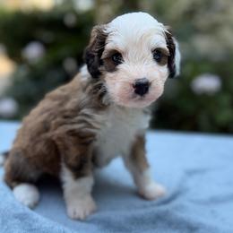 Isle - Sable female Bernedoodle puppy in Russellville, Arkansas from Crossgate Doodles