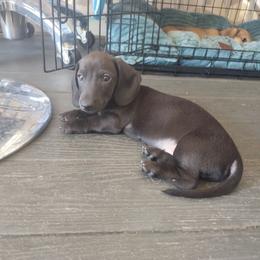 Charlie Brown - Chocolate male Dachshund puppy in Salome, Arizona from Boopenstein Doxies