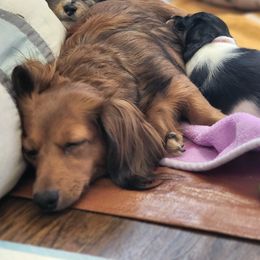 Dachshunds from The Northern Beauties