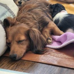 Dachshunds from The Northern Beauties