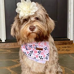 Bernedoodles and Goldendoodles from Doodle My Heart