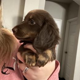 Dachshund Puppies from 2 Knights Doxies