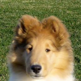 Collies from Wyndham collies