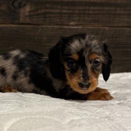 Backwoods Barbie - Dapple female Dachshund puppy in Dothan, Alabama from Little House Pups