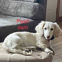Pearl - Dachshund