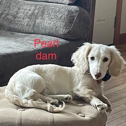 Pearl - Dachshund