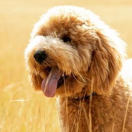 Cavalier King Charles Spaniels, Cavapoos, Goldendoodles, and Golden Retrievers from Park City Doodles
