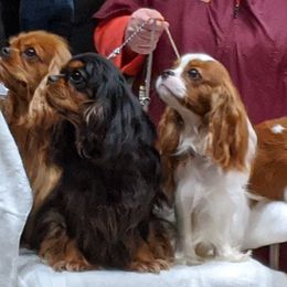 Cavalier King Charles Spaniel All Grown Up from Saranade Cavaliers