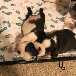 Boston Terrier Puppies from Blue Chick Farm