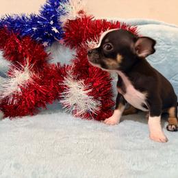 Blackbeard AKC - Black and tan male Chihuahua puppy in Seneca, Missouri from Stephanie’s Puppy Colony