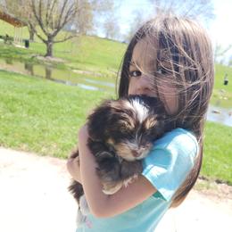 Havanese Puppies from Hoku Havanese