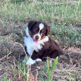 Spirit - Red tri-color male Miniature American Shepherd puppy in Canton, Texas from Knockout Aussies & MAS