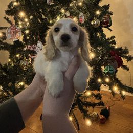 Dachshund puppies from White Oak Kennels
