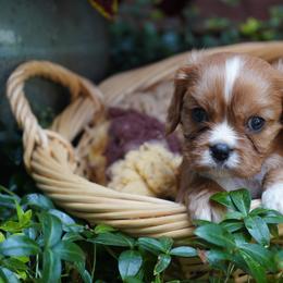 Marty - Ruby male Cavalier King Charles Spaniel puppy in Lula, Georgia from Cavaliers by Crumley