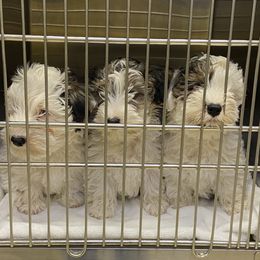 Sealyham Terrier Puppies from Alibi Sealyham Terriers