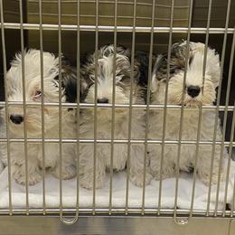 Sealyham Terrier Puppies from Alibi Sealyham Terriers