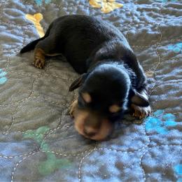 Caramel Apple - Black and cream female Dachshund puppy in Wolf Lake, Indiana from Canisteo Dachshunds