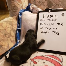 Hodel - Black female Flat-Coated Retriever puppy in Stillwater, Minnesota from Whirlwind Flat-Coated Retrievers