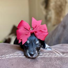 Evangeline - Black and cream female Dachshund puppy in Hornbeck, Louisiana from A&Z Mini Dachshunds