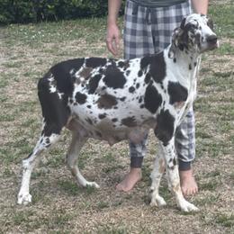 Cali - Great Dane
