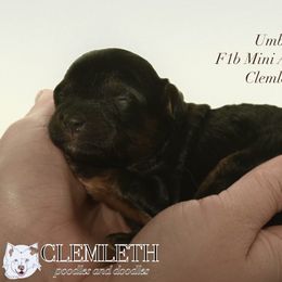 Umber - Black phantom Aussiedoodle puppy in Seattle, Washington from Clemleth Aussiedoodles