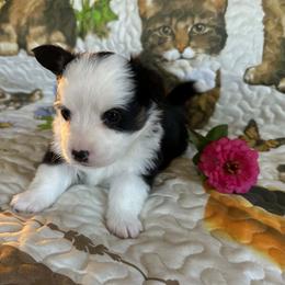 Cocoa (Olive) - Black and tan female Pembroke Welsh Corgi puppy in Lima, New York from Hickory Springs Corgis