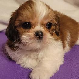 Nova - Red and white female Shih Tzu puppy in Parma, Ohio from D's DeVine Shih-Tzu