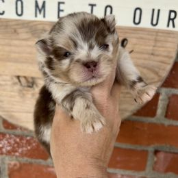 Pepper - Chocolate merle male Pomeranian puppy in Inola, Oklahoma from My Bella’s Pomeranians